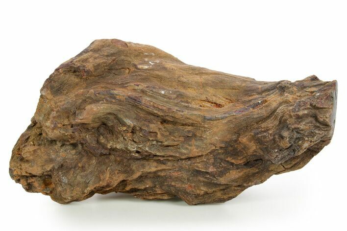 Triassic-Age Petrified Wood Log - Madagascar #379277